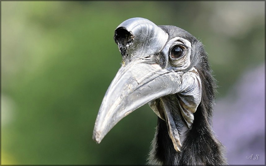 Vogel 3