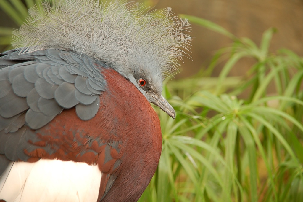 Vogel 3