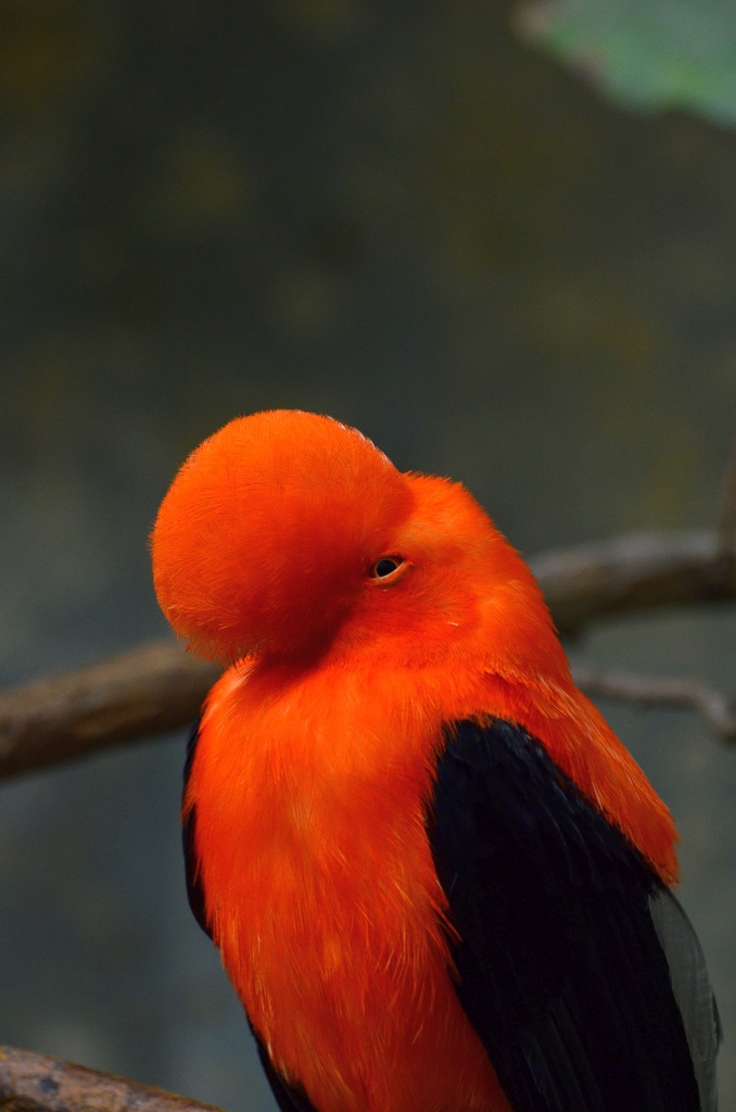 Vogel 3