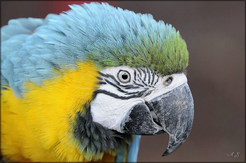 Vogel 4