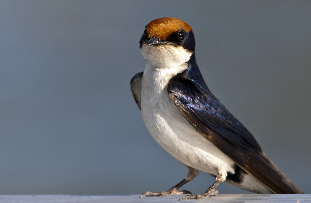 vogel afrika