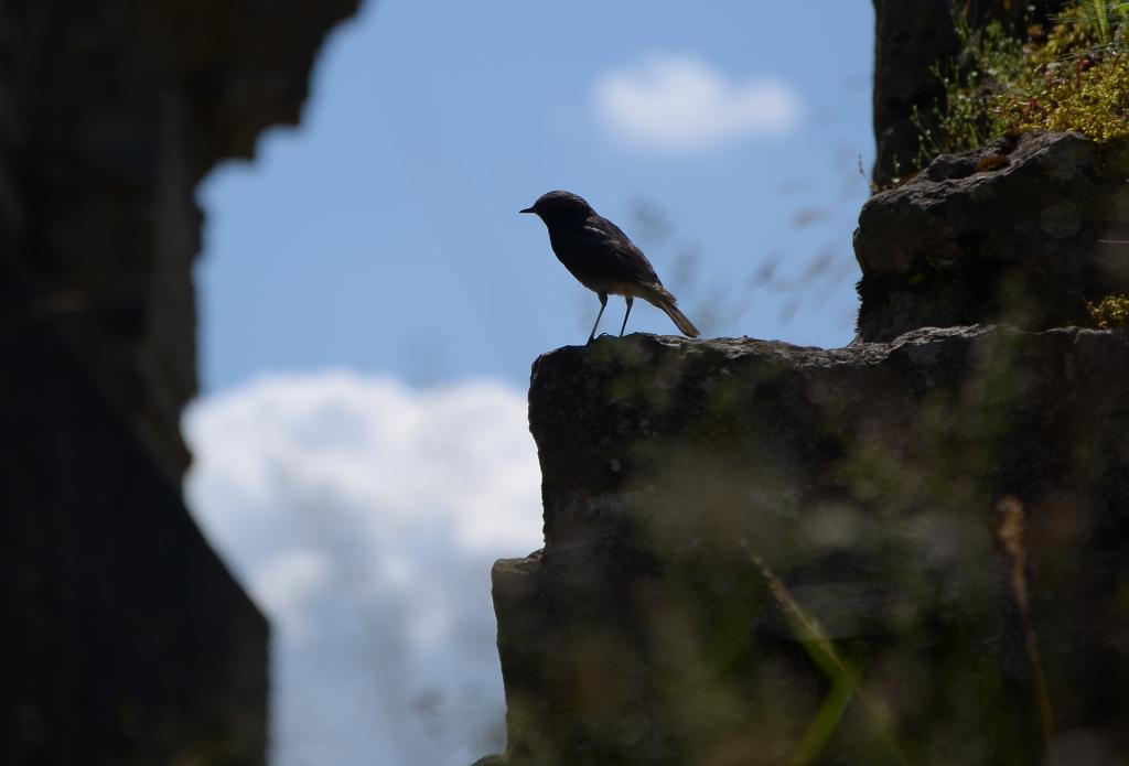 Vogel auf Mauer