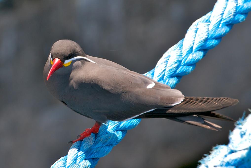 Vogel auf Tau