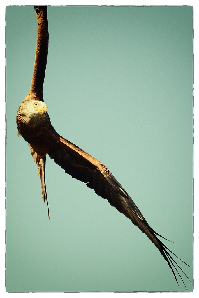 Vogel DSC 8852