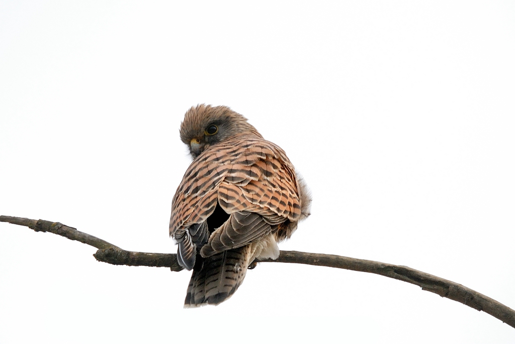 Vogel DSC 8881