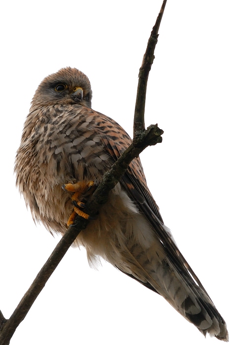 Vogel DSC 8885