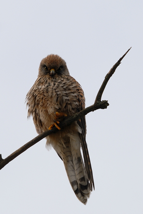 Vogel DSC 8902