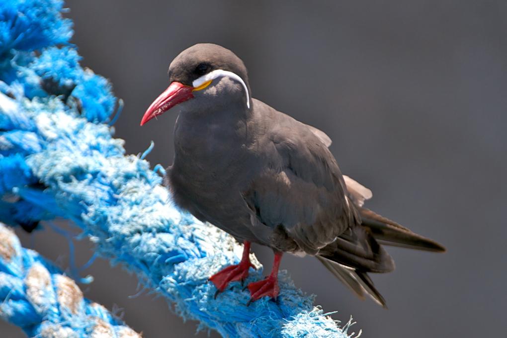 Vogel im Hafen