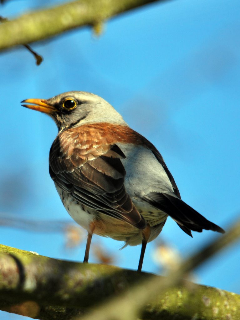 Vogel mit Sigma 150-500