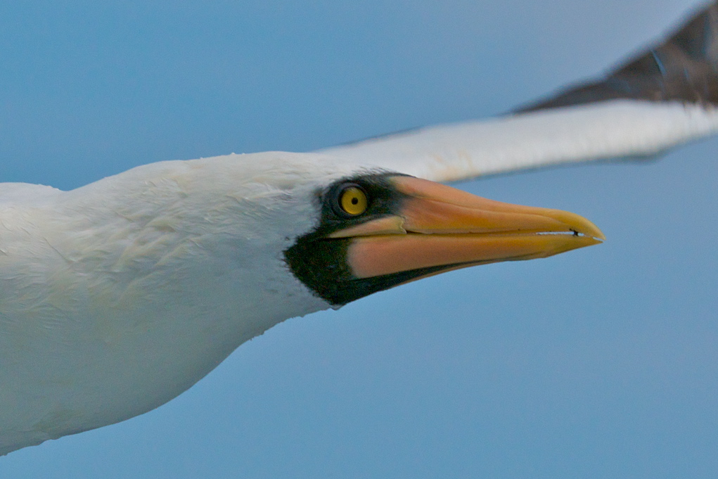 Vogel Porträt