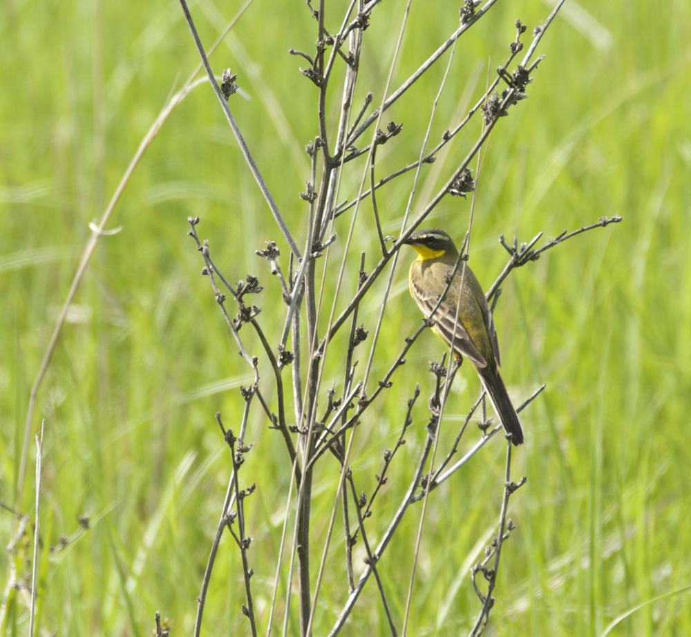 Vogel   Rumänien