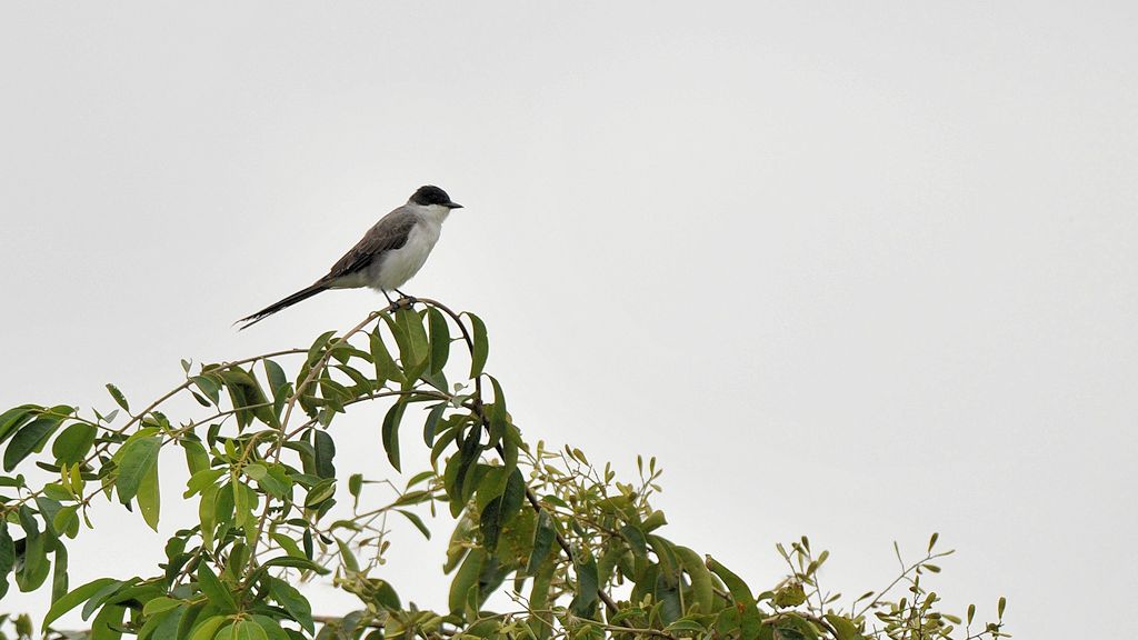 Vogel
Rupununi bei Karanambu
5015