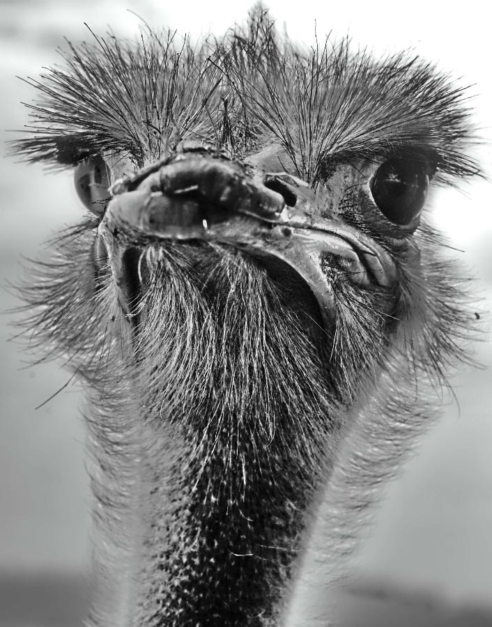 Vogel Strauß BW_2.jpg