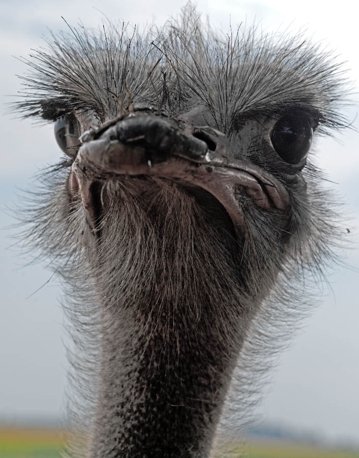 Vogel Strauß.jpg