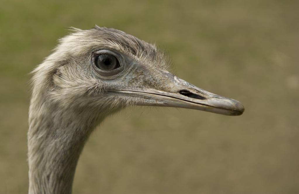vogel strauß