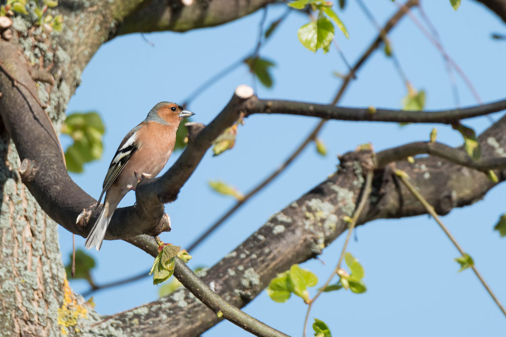 vogel tamron