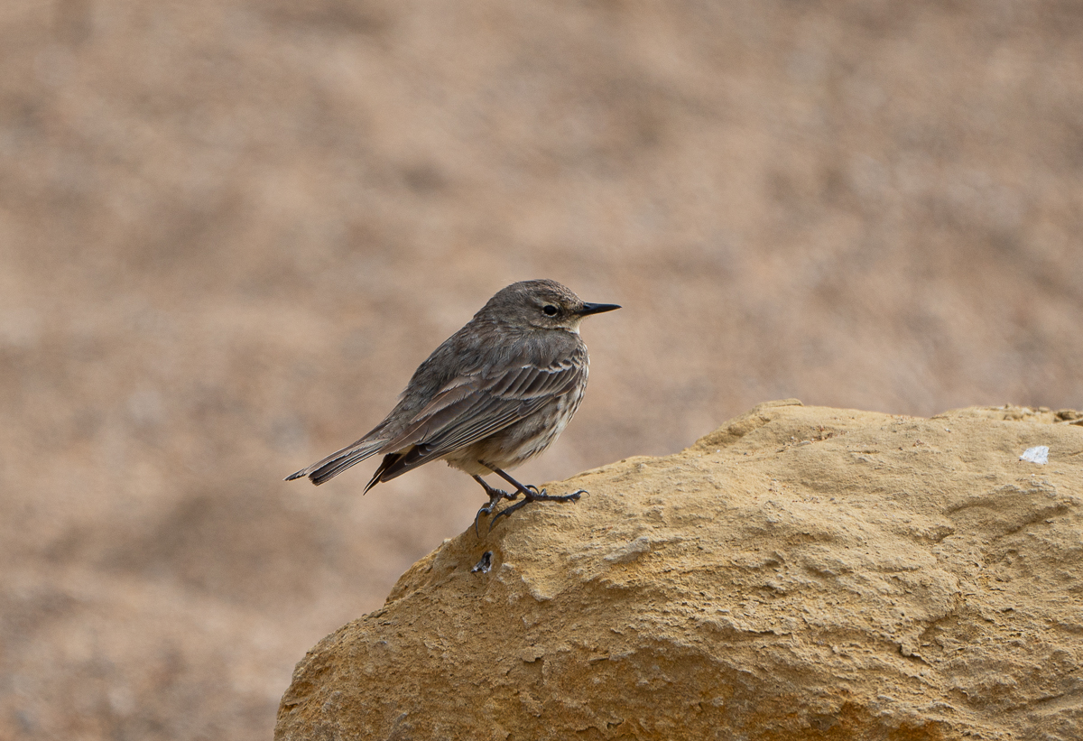 Vogel unbekannt