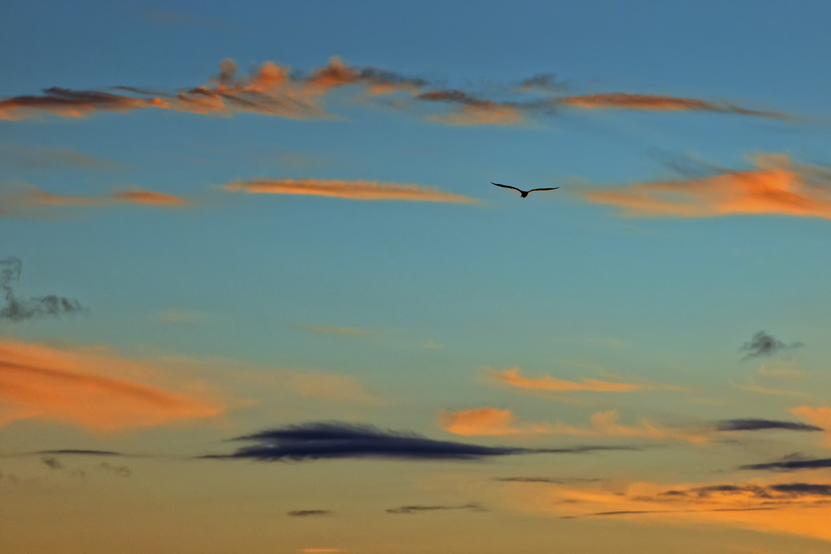 Vogel Wangerooge