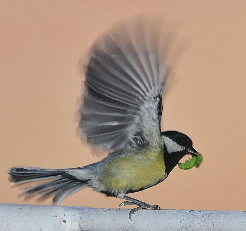 vogel