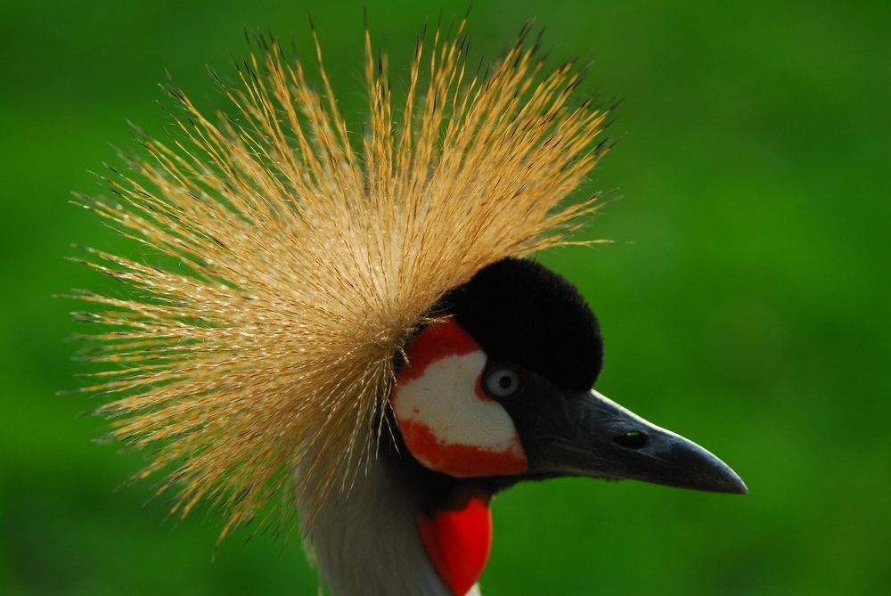 Vogel