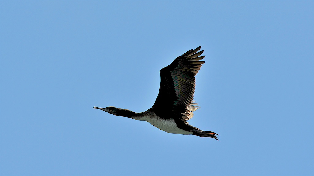 Vogel