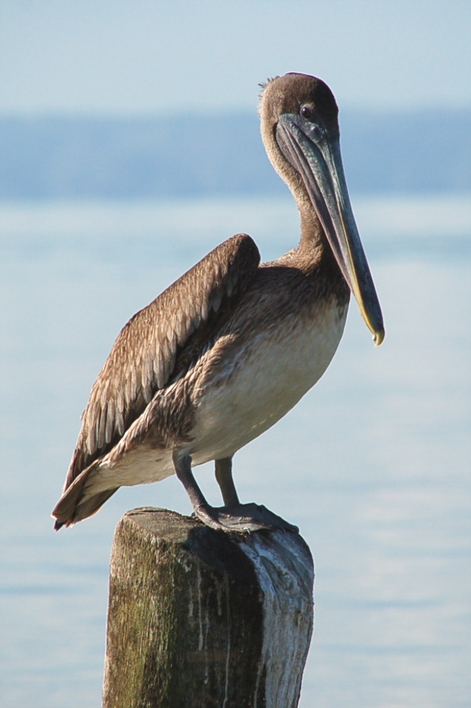 Vogel