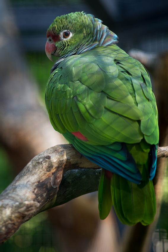 Vogel