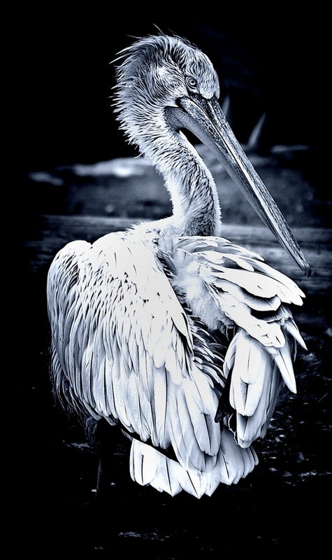 Vogel