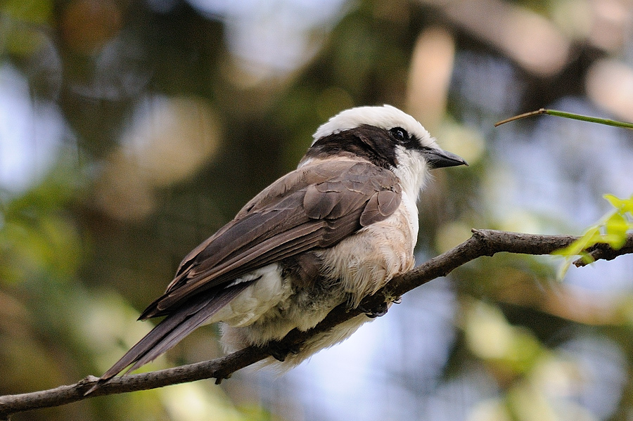 Vogel01