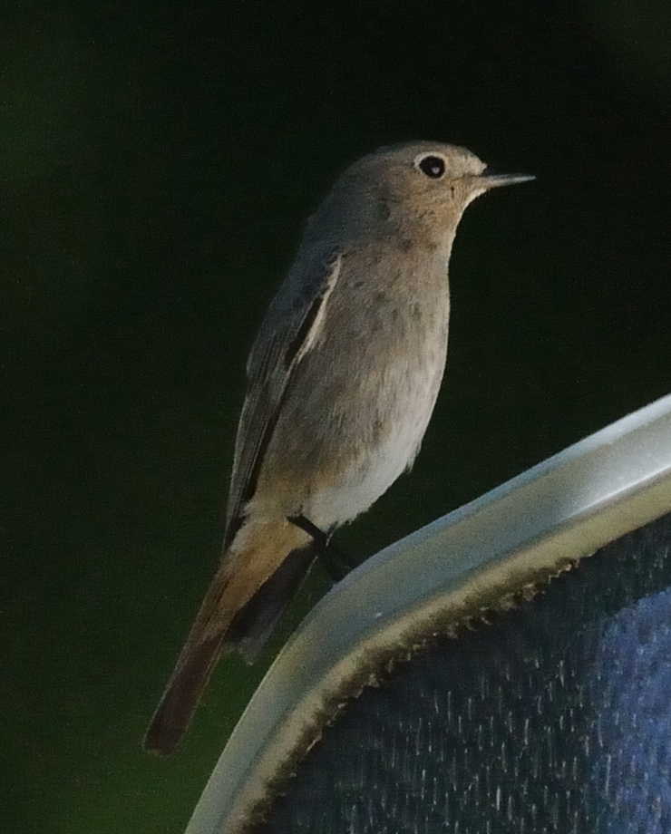 vogel1 JKK 7933