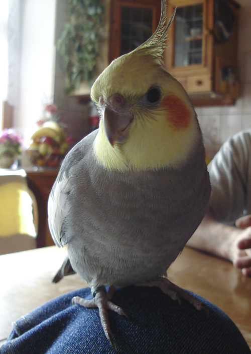 Vogel1
