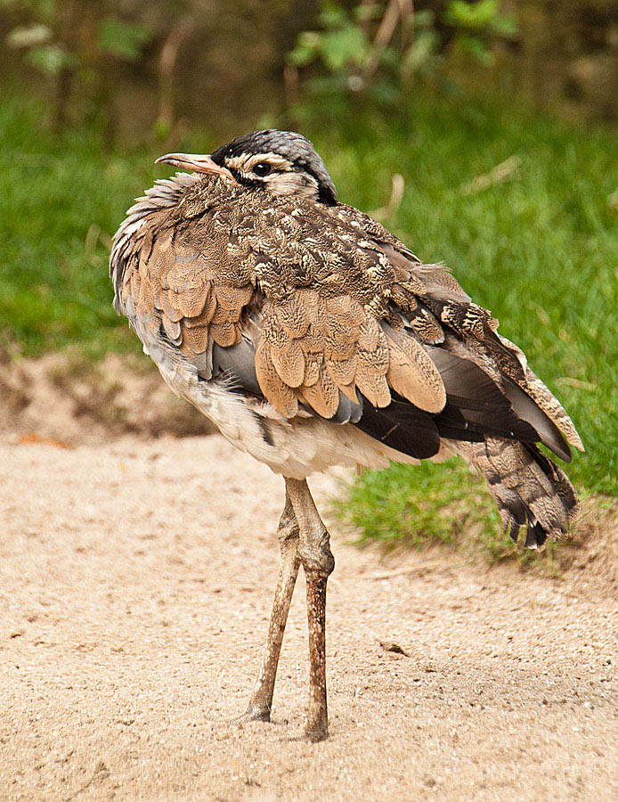 Vogel1