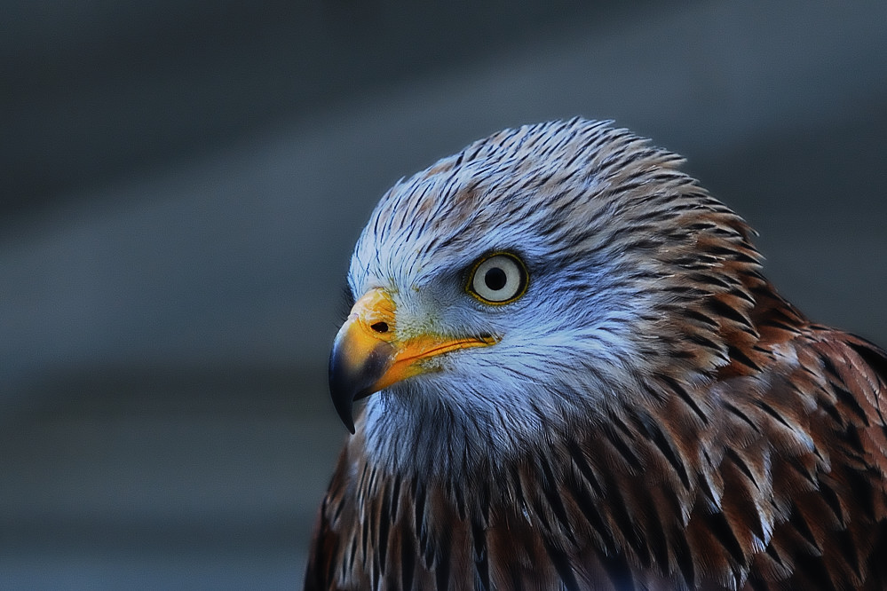 Vogel1