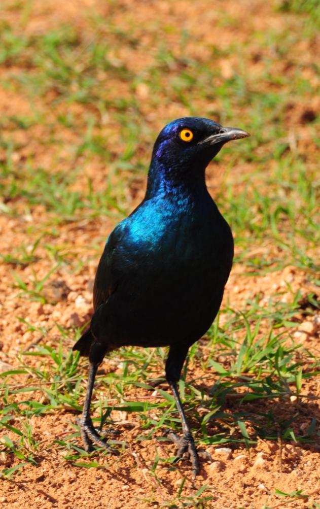 Vogel1