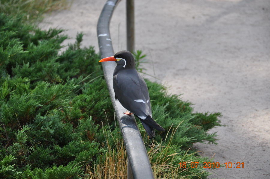 Vogel1