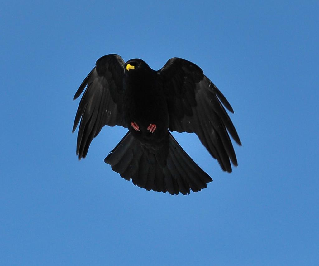 vogel2