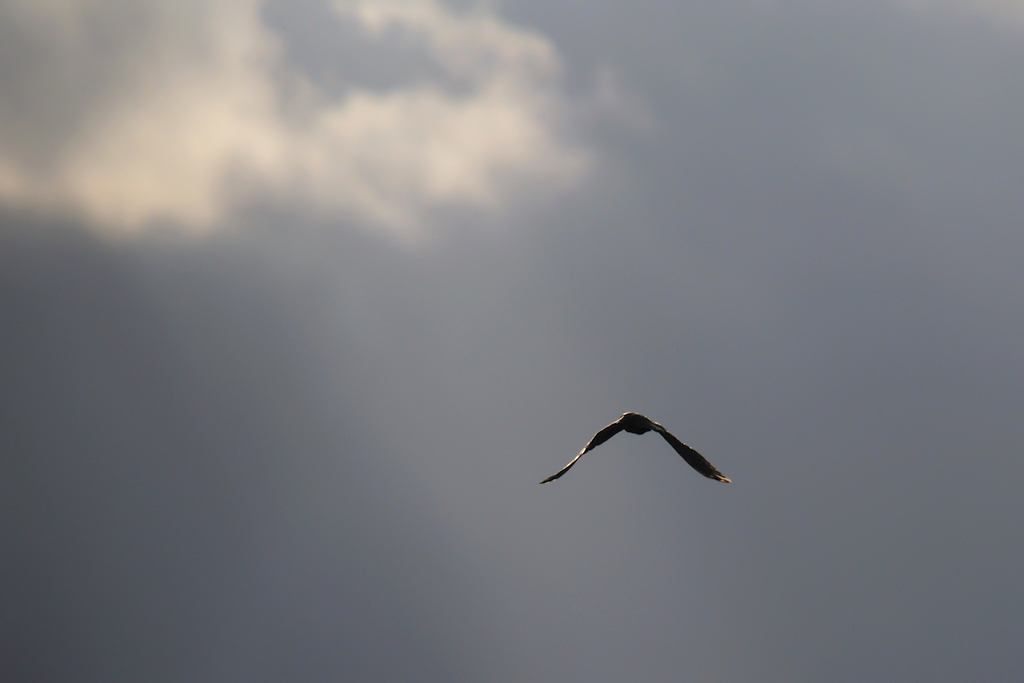 vogel9