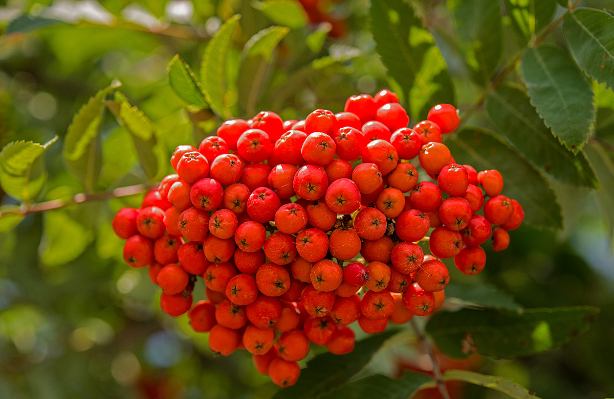 Vogelbeeren