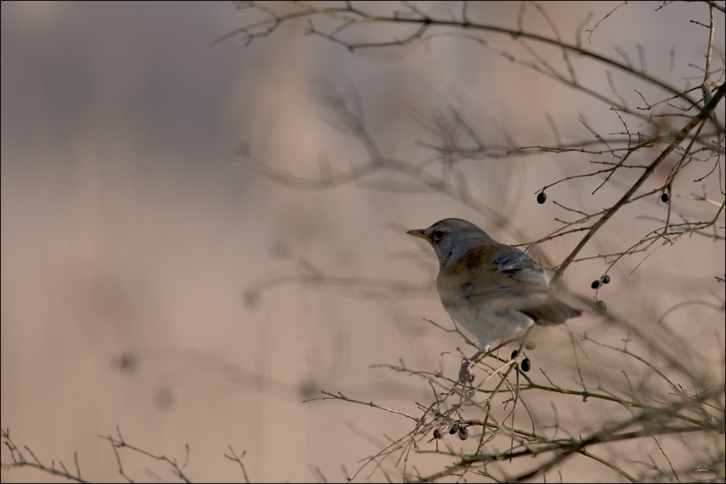 VogelDSC 4519