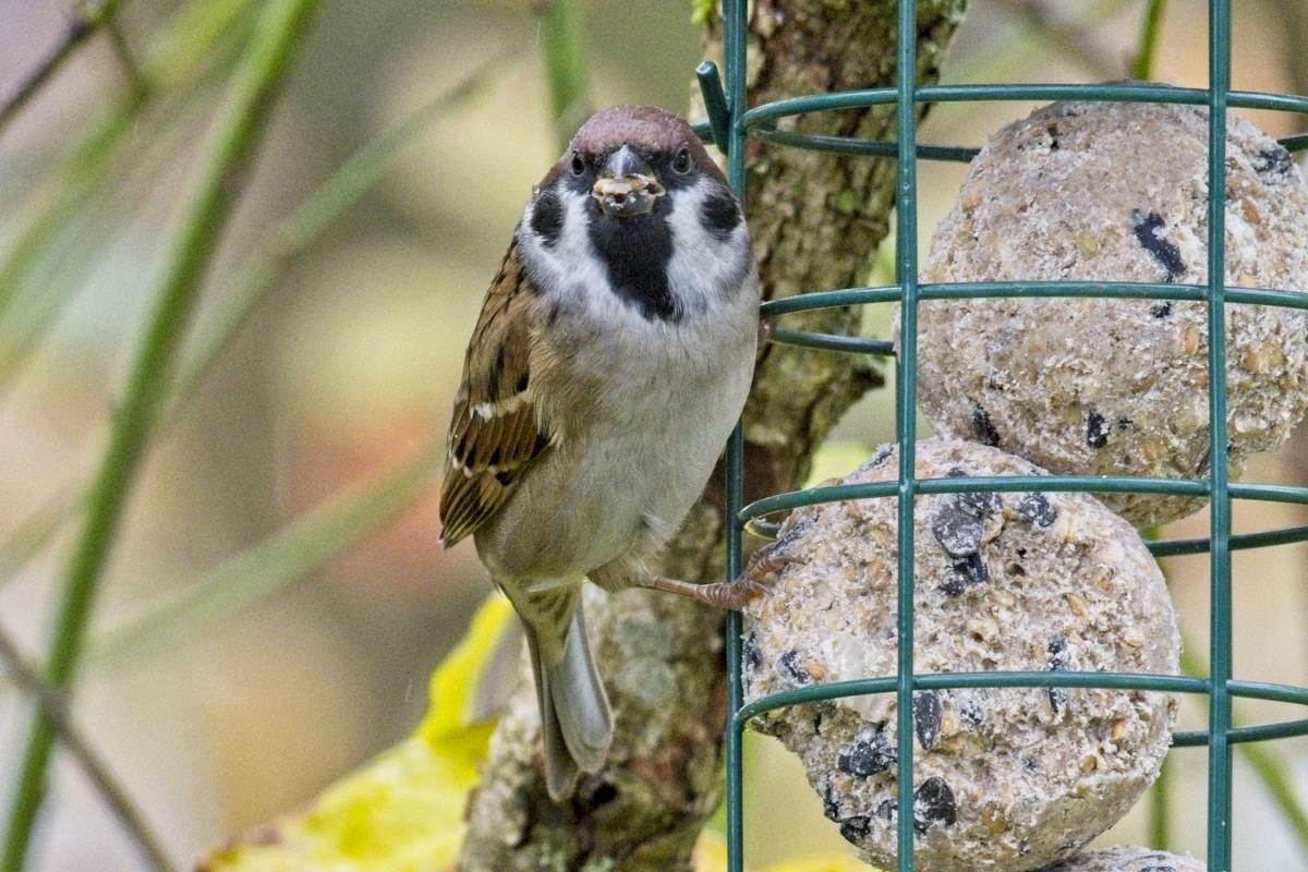 Vogelfütterung_11 Nov_2019 DSC_4474.jpg