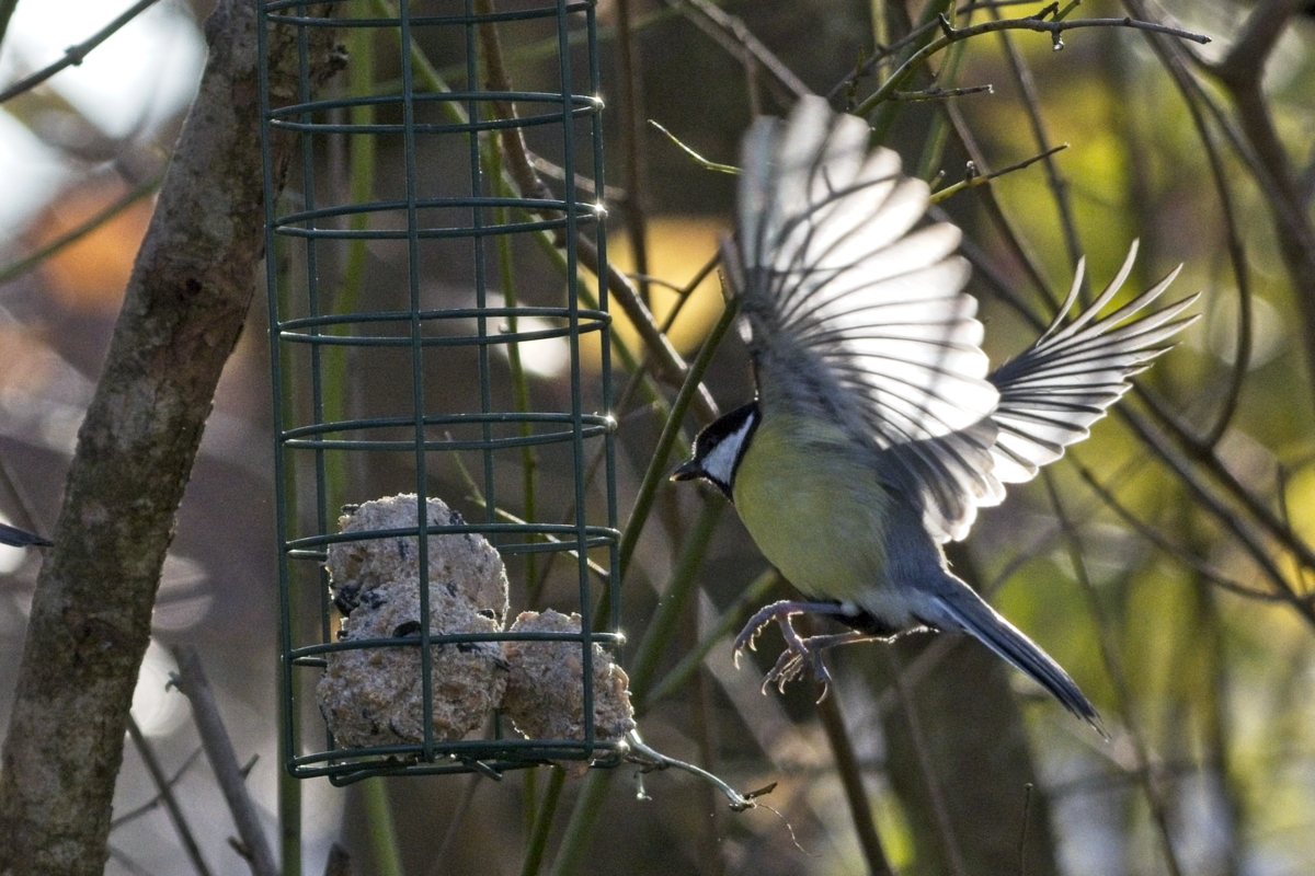Vogelfütterung_16 Nov 2019_DSC_4719.jpg