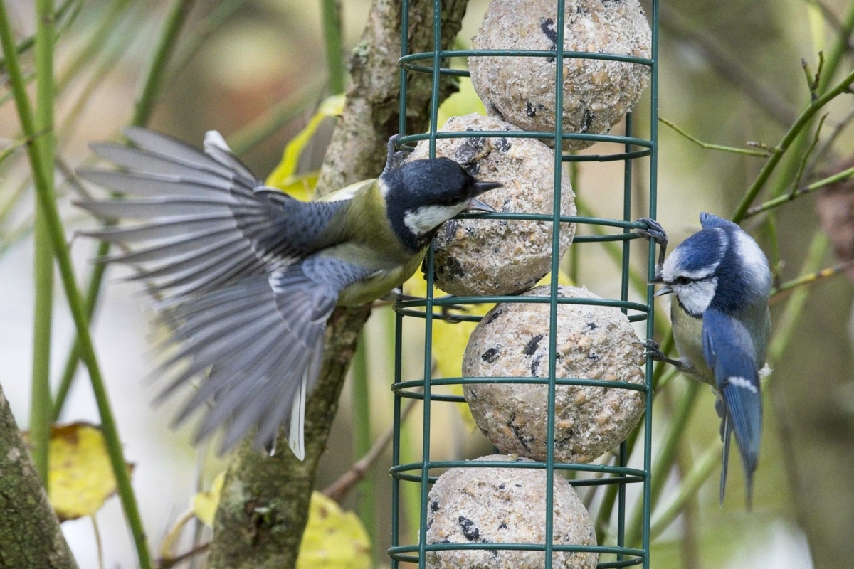 Vogelfütterung_2 Nov_2019 DSC_4353.jpg