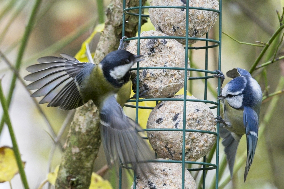Vogelfütterung_3 Nov_2019 DSC_4354.jpg