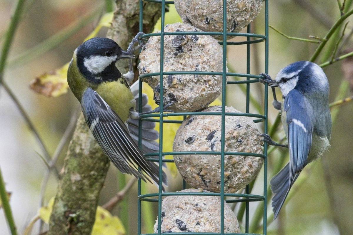 Vogelfütterung_4 Nov_2019 DSC_4359.jpg