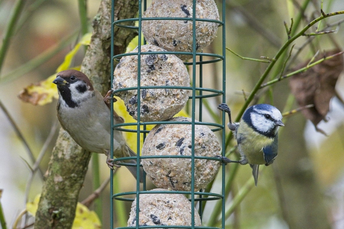 Vogelfütterung_6 Nov_2019 DSC_4392.jpg
