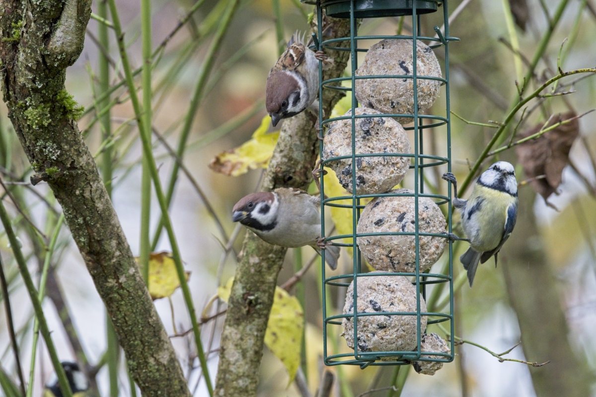 Vogelfütterung_7 Nov_2019 DSC_4397.jpg