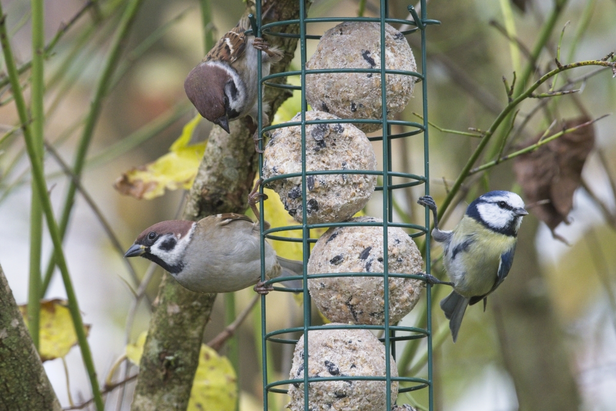 Vogelfütterung_8 Nov_2019 DSC_4399.jpg