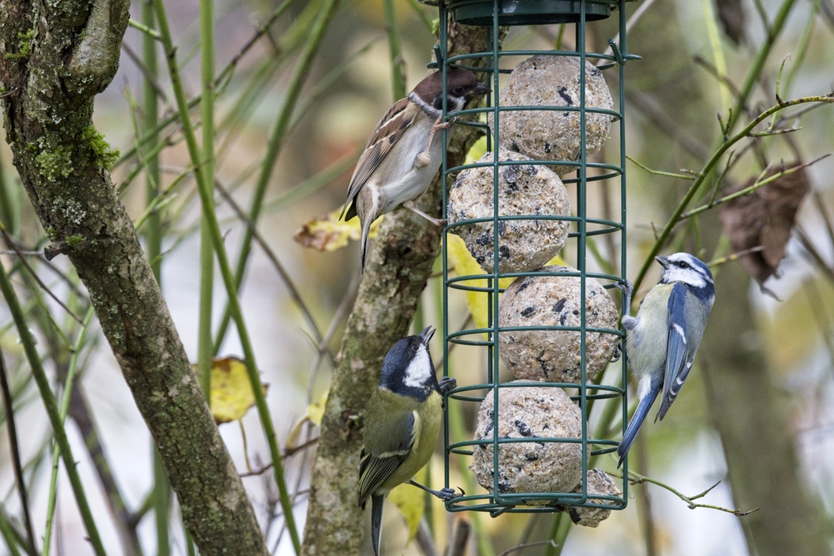 Vogelfütterung_9 Nov_2019 DSC_4436.jpg
