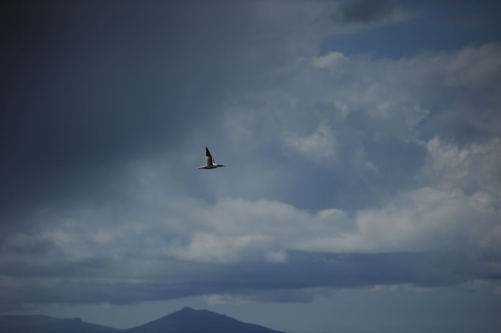 Vogelflug - Skye - Schottland