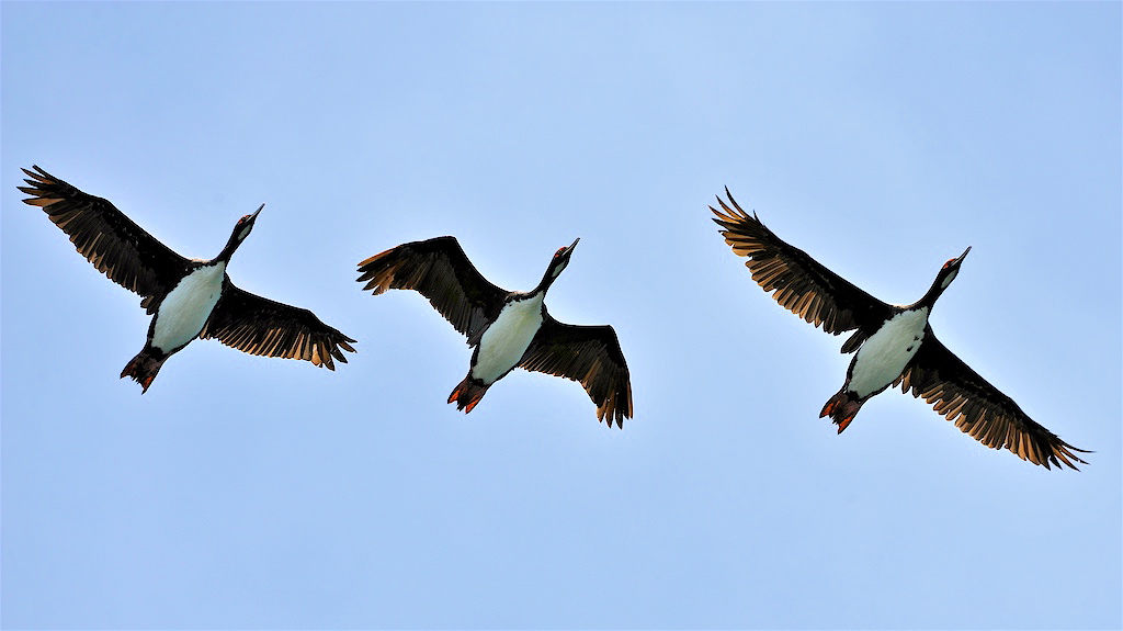 Vogelflug